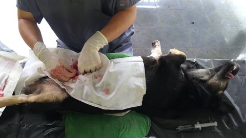 Surgeon Making Neutering To Dog