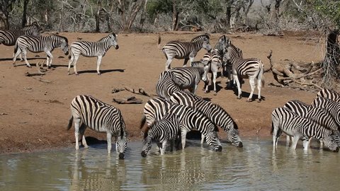 Herd of plains (Burchellâ??s) Zebras (Equus quagga) gathering at a waterhole to drink, Mkuze game reserve, South Africa