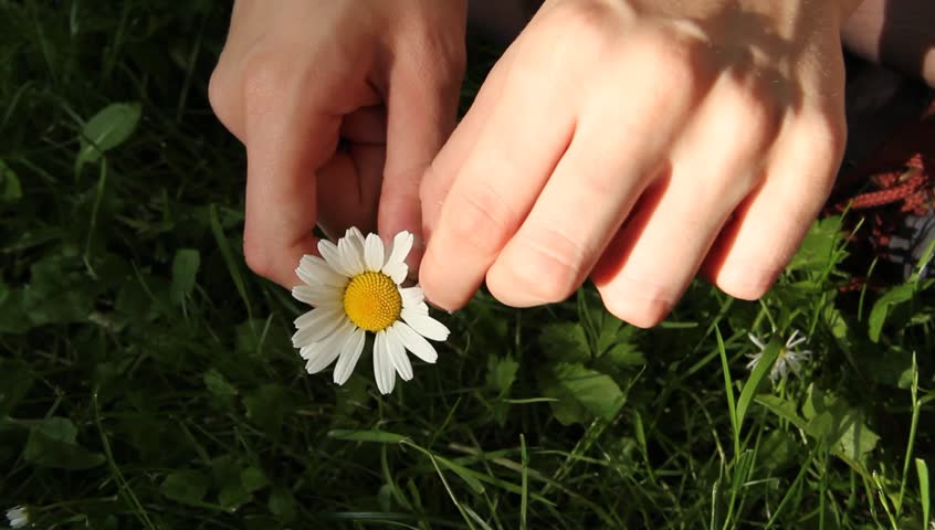 Daisy Flower in a Girls Stock Footage Video (100% Royalty-free) 2409176 | Shutterstock