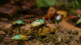 Beautiful yellow-green beetles crawling along the ground. Nature video. 4K, 3840*2160, high bit rate, UHD