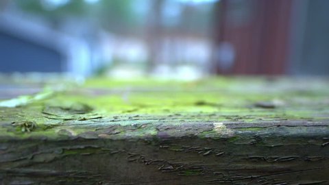 Moss grows on dilapidated porch wood