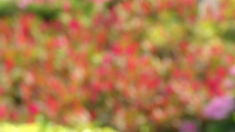natural flowers garden spring bokeh blurred background 