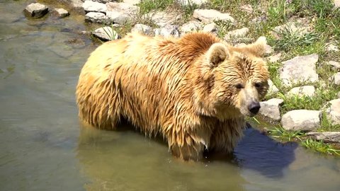 Bear Taking A Bath