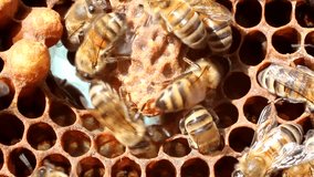 Bees are paying attention to the
developing larva of Queen Bee.