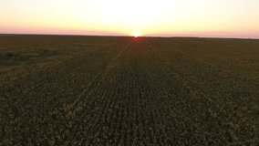 Flight over a field of sunflowers at sunset