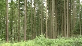 Still video of a forest with trees, a little moving in the little wind