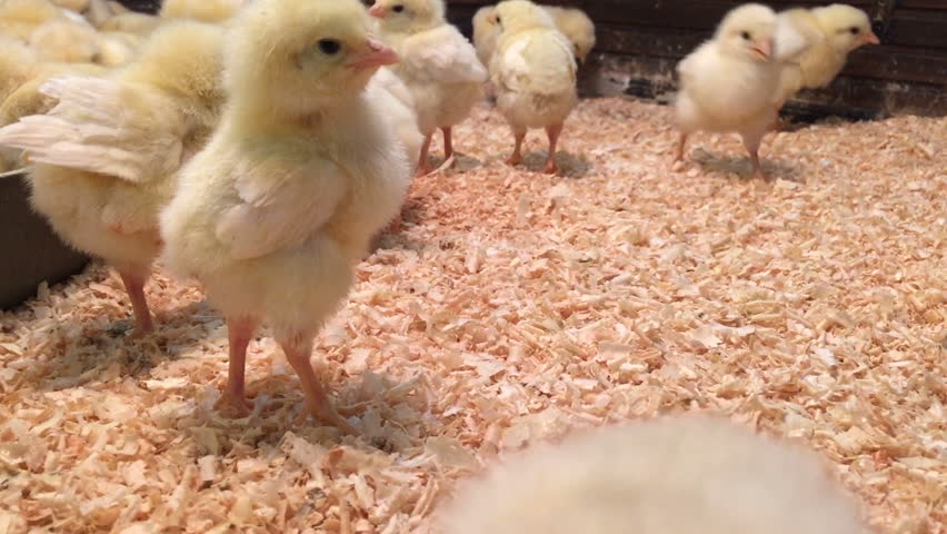 Lot Of Small Chicks Wonder Stock Footage Video 100 Royalty Free 24098650 Shutterstock