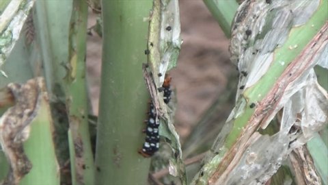 caterpillars destroy young plants