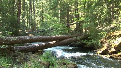View of a quiet stream in Oregon Pacific Northwest United States
