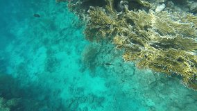 The seabed near the reef. Video in a slowed fourfold. Slow motion