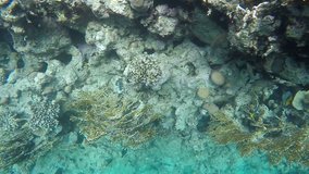 Flora and fauna of coral reefs. Video in a slowed fourfold. Slow motion