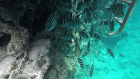 A flock Abudefduf hiding near the reef. Video in a slowed fourfold. Slow motion