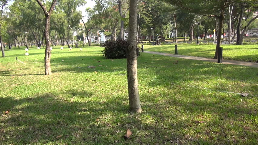 tree in the park