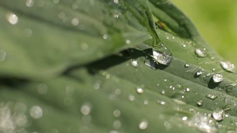 Dew drops on green leaf macro