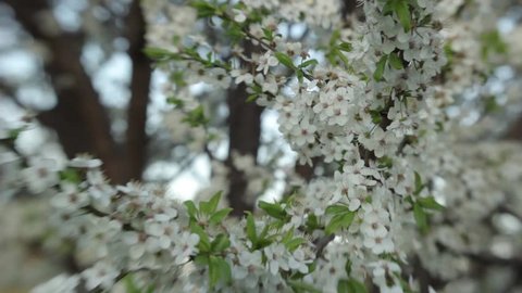 White flowers of cherry on a branch