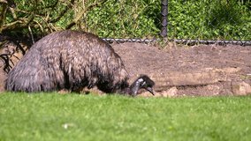 Cute African ostrich walking in the zoo. Nature video. 4K, 3840*2160, high bit rate, UHD