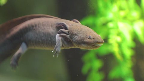 The axolotl (also is known as a Mexican salamander) is swimming in the aquarium. Nature video. 4K, 3840*2160, high bit rate, UHD