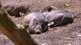 Wild boars are resting in a hole in the ground. Nature video. 4K, 3840*2160, high bit rate, UHD