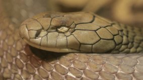 Beautiful brown snake curled up. Nature video. 4K, 3840*2160, high bit rate, UHD
