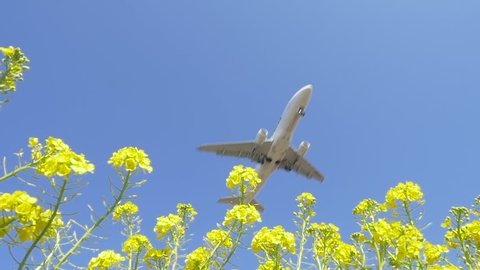 Airplane taking off over canola flower fields
