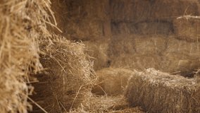 Group of large rectangular bales in the barn close-up  