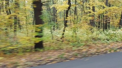 Video footage of driving through the colorful autumn forest on the high speed.