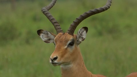 Impala herds graze and run in the Savannah. Impala male looks to the camera and makes noise. face to face. Africa, Rwanda