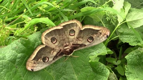 Saturnia pyri, the giant peacock moth, also called the great peacock moth, giant emperor moth, or Viennese emperor