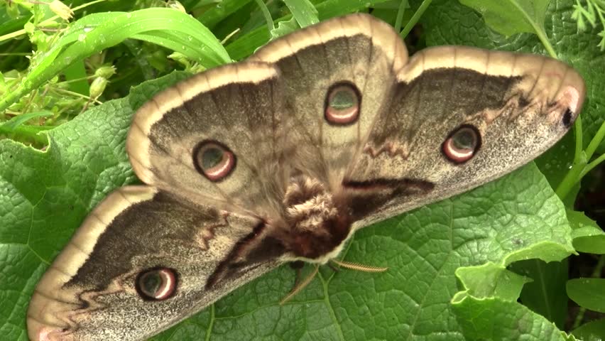 Saturnia pyri, the giant peacock moth, also called the great peacock moth, giant emperor moth, or Viennese emperor