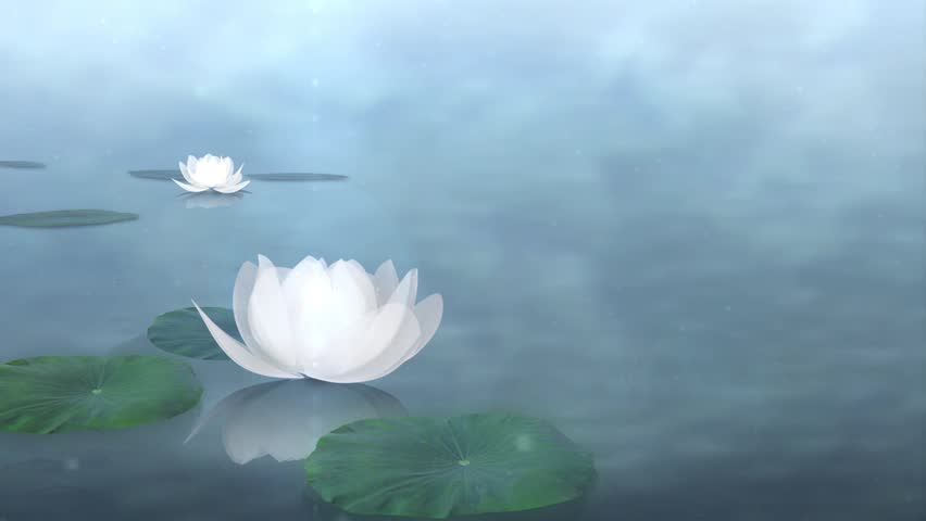 Beautiful Lotus Blossom  Royalty-Free Stock Footage #2413130