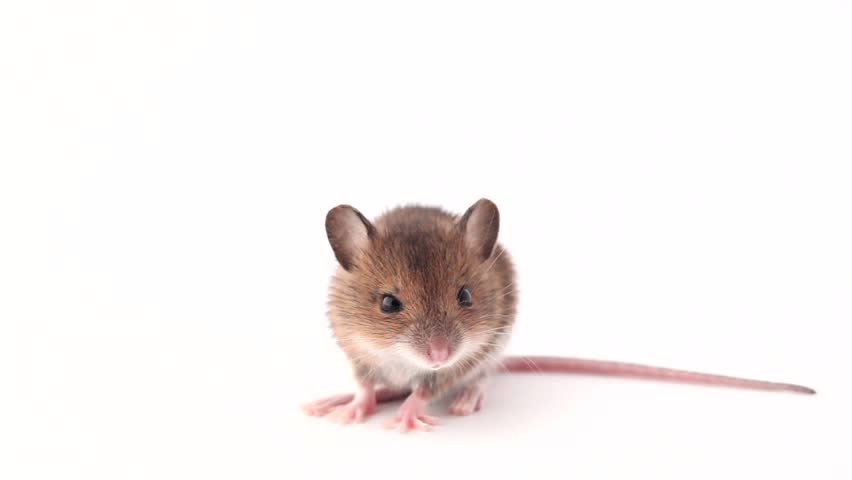 cute little mouse on a white background