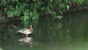 mandarin duck does preening