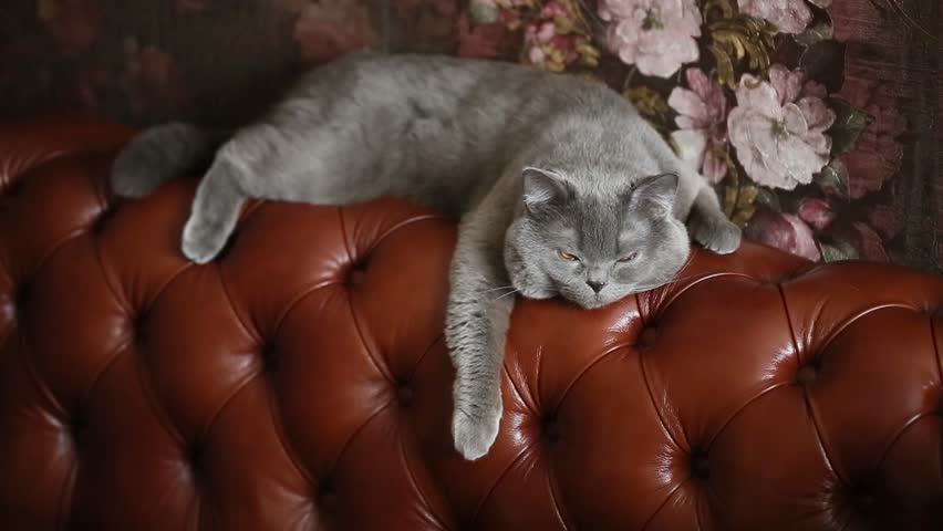 leather sofa and cats