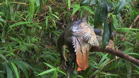 male iguana resting on tree - Costa Rica rainforest
