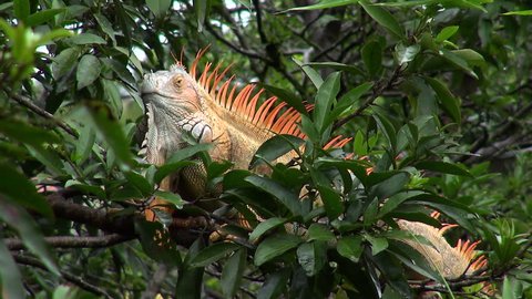 Male iguana resting on a tree - Costa Rica rainforest