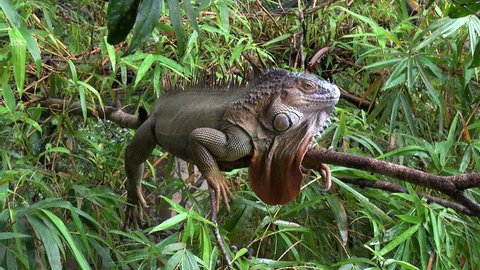 iguana resting on a tree - Costa Rican rainforest