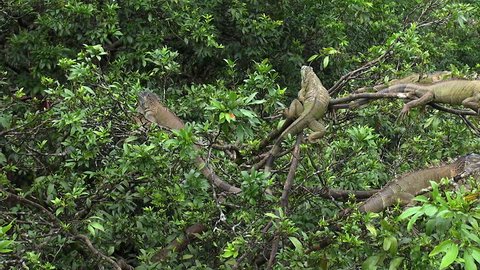 iguanas resting on a tree - Costa Rican rainforest