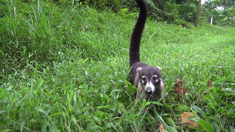 coati in the forest - Costa Rica, Coatimundi, pizote