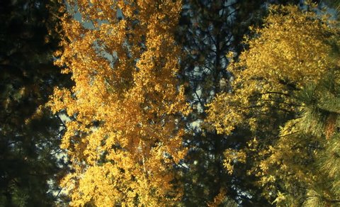 Autumn Gold 03 - A golden yellow tree amidst the pines.