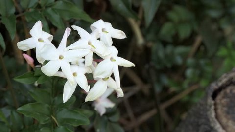 Group of white Sampaguita Jasmine or Arabian Jasmine sway gently with space for your text or logo. soft focus on white Gerdenia Crape Jasmine, white flowers under natural sunlight. full hd and 4k.