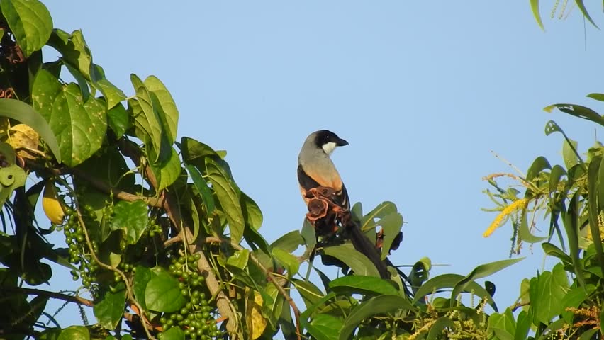 Long tailed shrike standing and looking around 