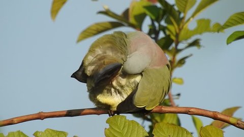A Pink necked green pigeon is cleaning its feathers near cloaca area taken from behind, in Klungkung, Bali, Indonesia