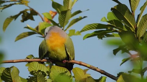 Pink necked green pigeon preening its feathers and stretching its leg. Bali, Indonesia