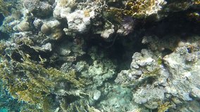 Fish among the corals in the clear water. Video in a slowed fourfold. Slow motion