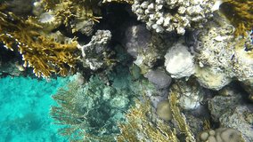 Corals and fish in the clear water of the Red Sea. Video in a slowed fourfold. Slow motion