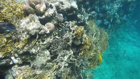 A flock Abudefduf hiding near the reef. Video in a slowed fourfold. Slow motion