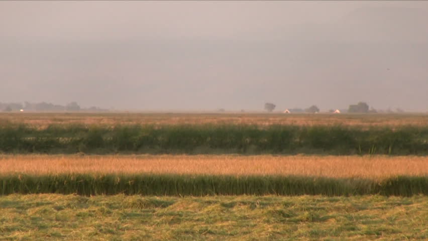 Grain Harvester crosses screen