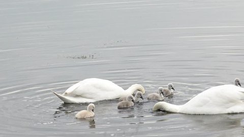 swan with cygnets swimming in the lake 
