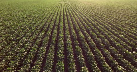 Aerial flight over  soy rows