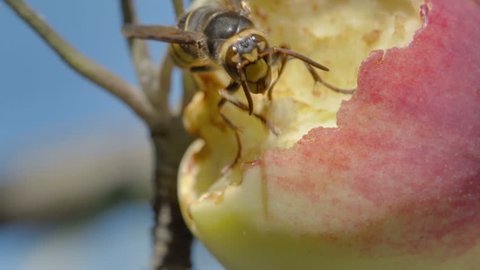 Hornet eats the flesh of a ripe red apple, HDR footage
